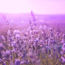 °❀