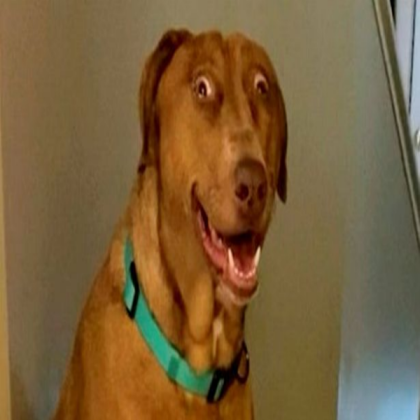 Dog backpack Roblox decal