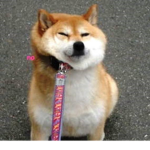 cool beans shiba club