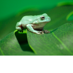 Frogs, frogs everywhere