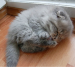 Kitten kittys and cats