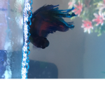 Fish eats