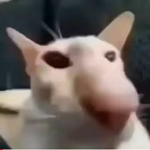 yect