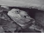 -~* Bearded Dragon Group *~-