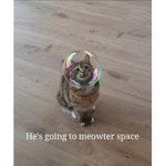 Astronaut cats
