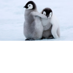 Cute Penguinz