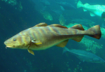 Fish Fair Ltd