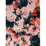 Amxryllis
