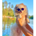Ragdoll!