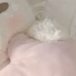 ꒰ᐢ. .ᐢ꒱