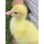 Ducky squad for all duck and y’all