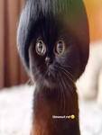 mewz !