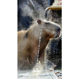Capybara Obby