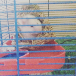 I luv my Hamster
