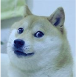 Blue Dogos Of The City