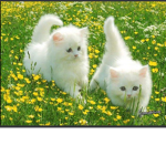 Kitten garden