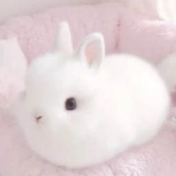 ꒰ᐢ. .ᐢ꒱ icon