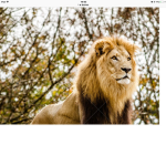 Grupo leones