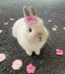 bunniiess