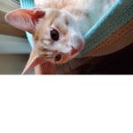 Mango my cat