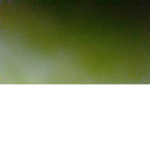 Crazys Squad