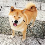 Silly Shiba
