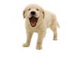 GoDogs