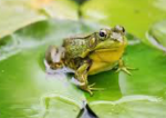 Frogs in a pond!!