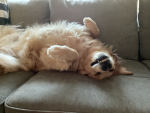 CHUBBYPUPPIES