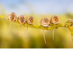 Rat_helpers