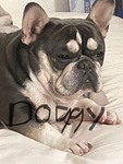 :D :D Dog lovers :D :D