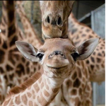 Giraffes Gaming