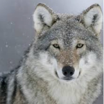 BUXWOLFS