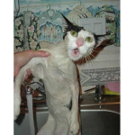 MONKEYSMAUAHAHAHA