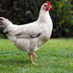 Sneaky chicken army
