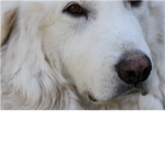 ♥ Great Pyrenees Fan Club ♥