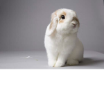 NotTheBunny Fanclub
