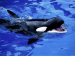Official Whale Squad