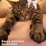 SillyKitties’