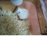 ハムスターhamster