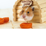 the cute hamster