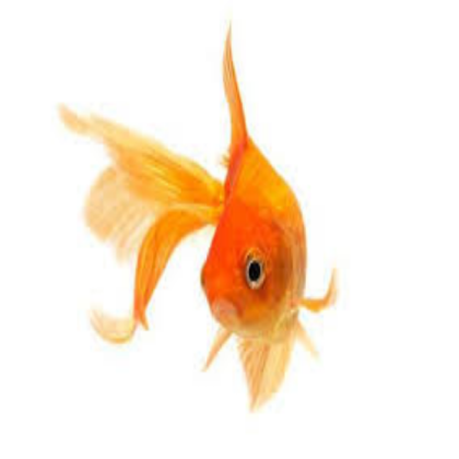 goldfish #23 Roblox decal