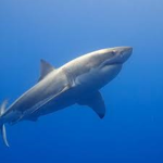 sharky is best