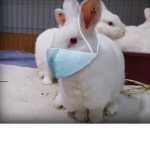 Galaxy word with bunnys