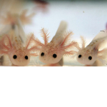 best Axolotl pond