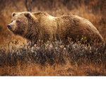 Im a bear0-0