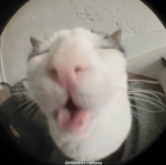 lil kucing