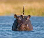 Hippo Hippos