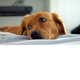 DOG Obby