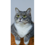 Kitten_small